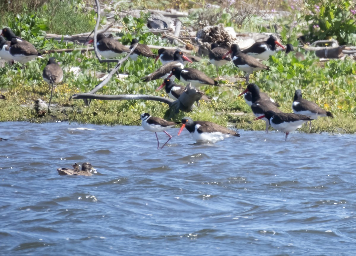 Черноголовая утка - ML644833572