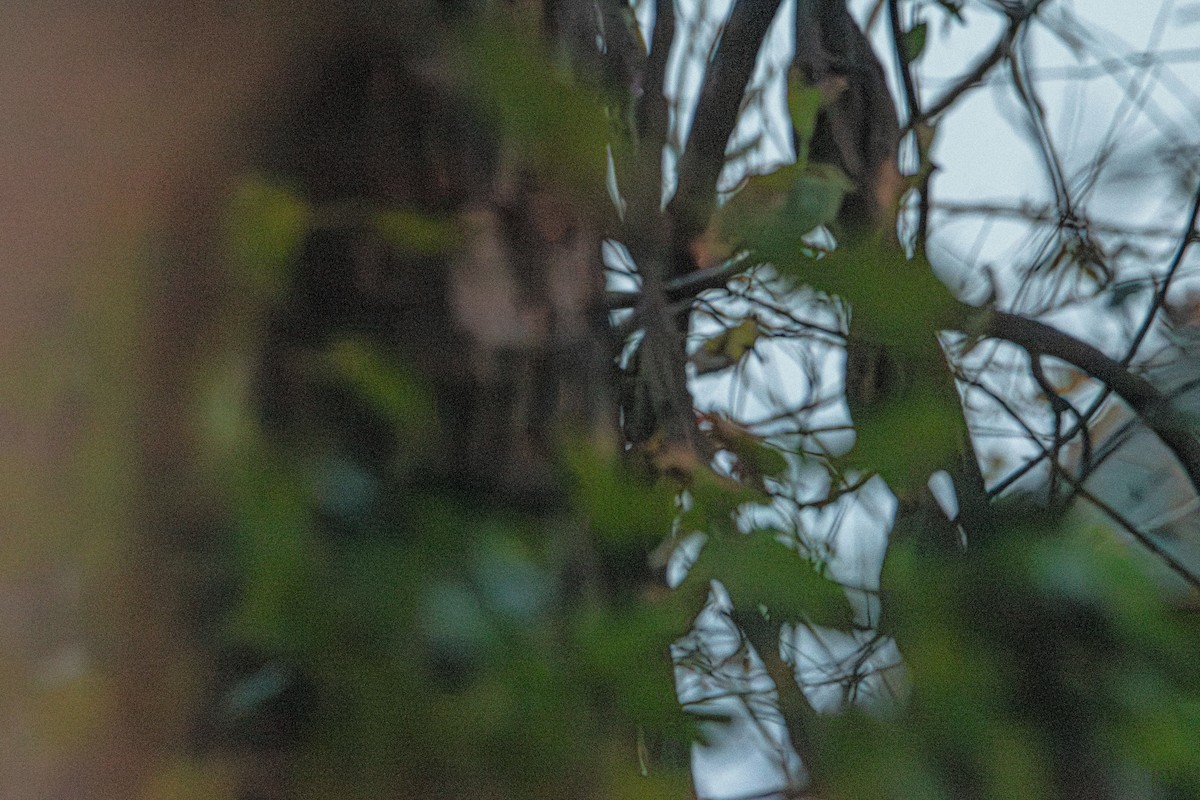 Gorrión Común - ML644833576