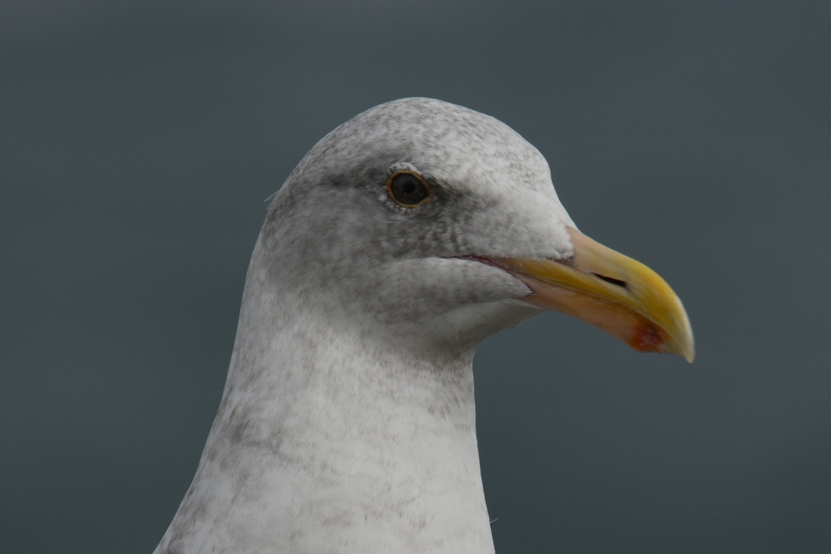 Western Gull - ML644833578