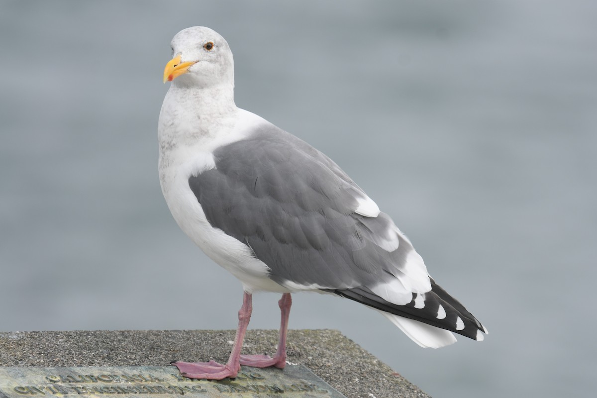 Western Gull - ML644833579