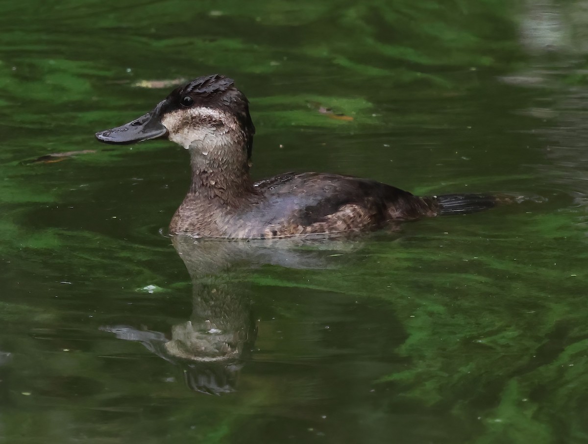 Американская савка - ML644833597