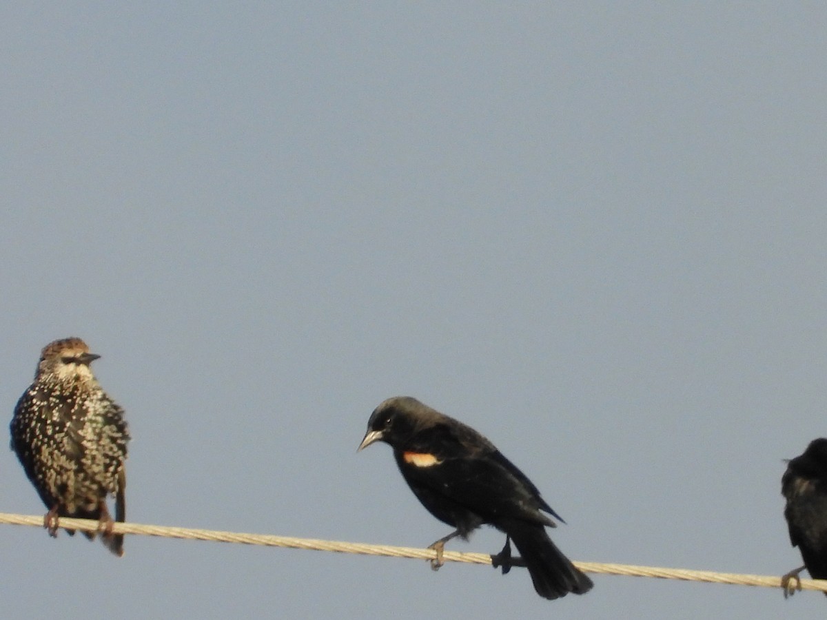 Tricolored Blackbird - ML644833605