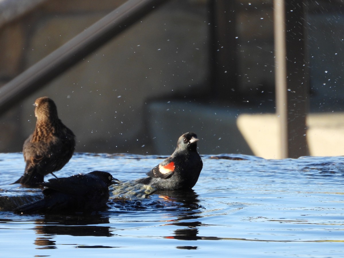 Tricolored Blackbird - ML644833606