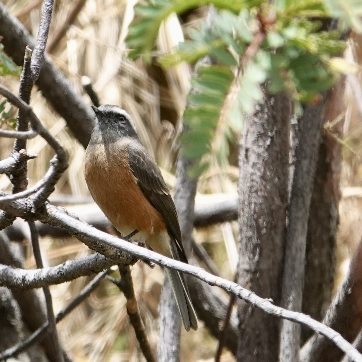 d'Orbigny's Chat-Tyrant - ML644833607