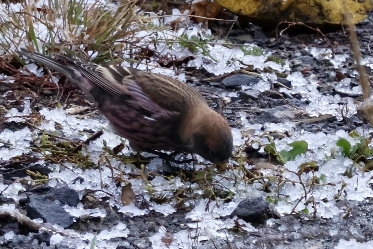 Asian Rosy-Finch - ML644833624