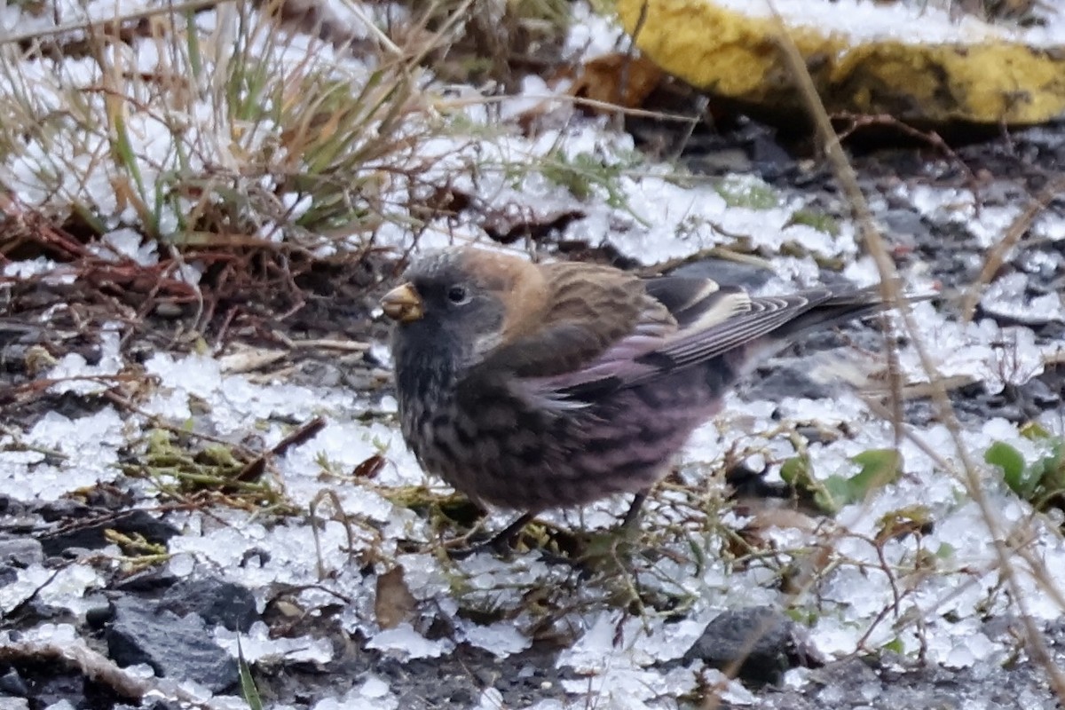 Asian Rosy-Finch - ML644833625