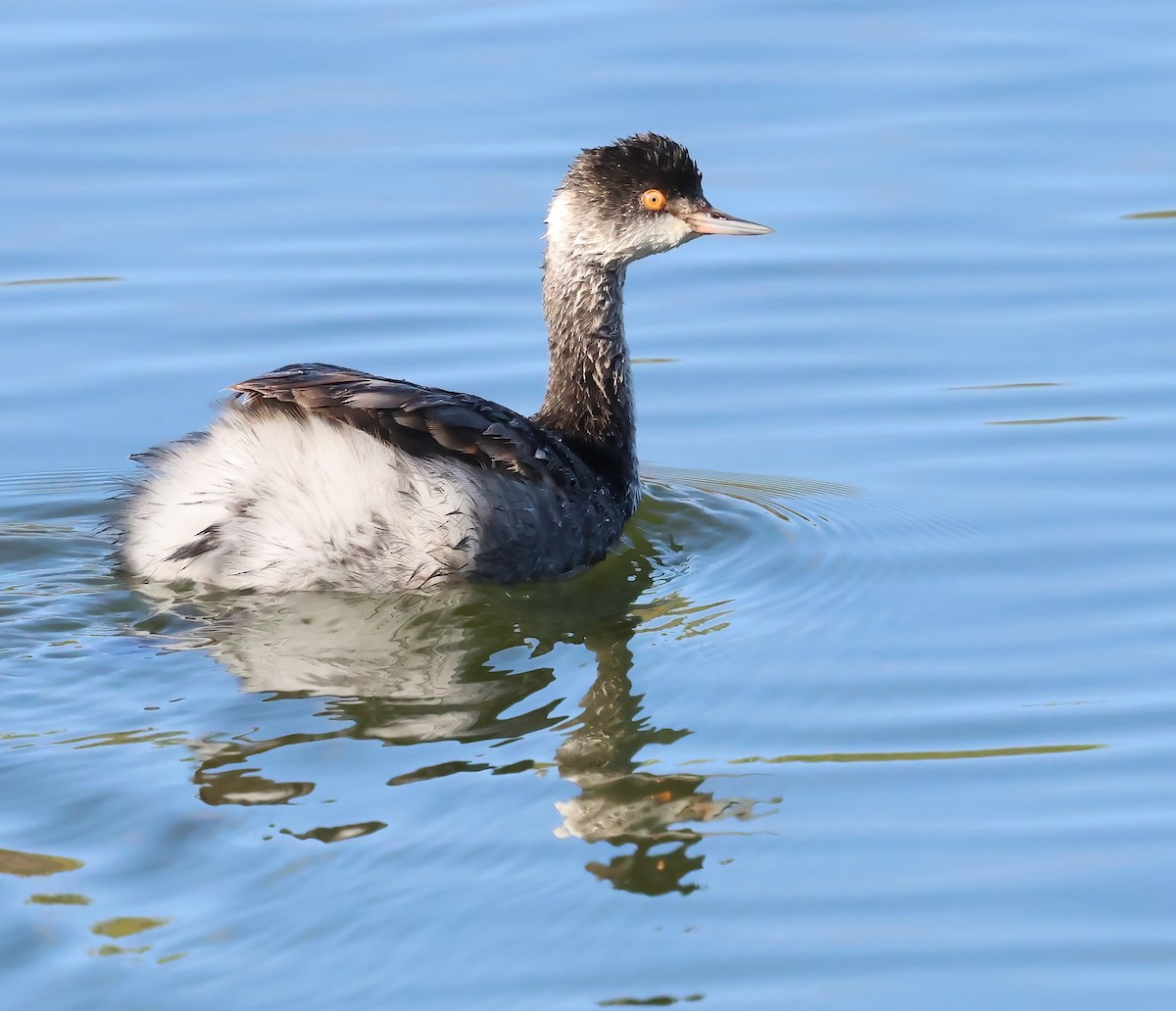 ハジロカイツブリ - ML644833637