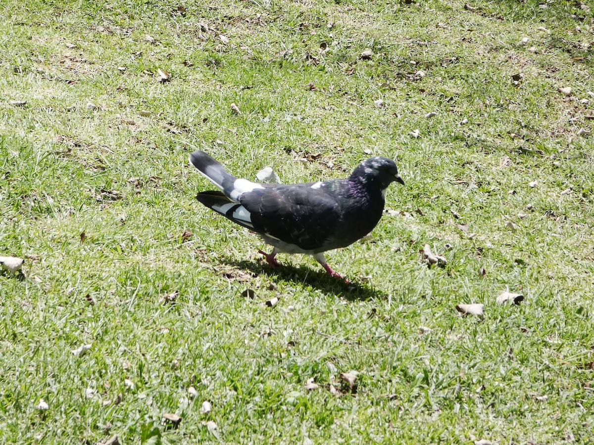 カワラバト（ドバト、家畜型） - ML644833642