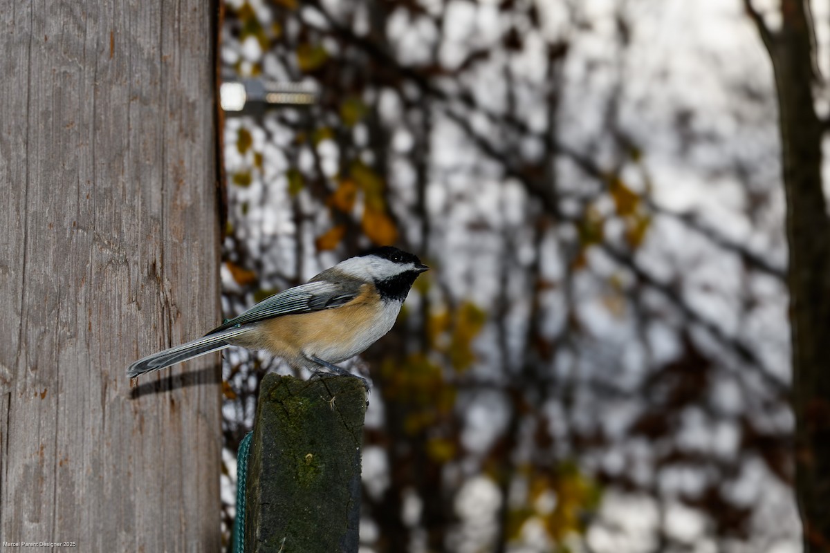 Amerika Baştankarası - ML644833646