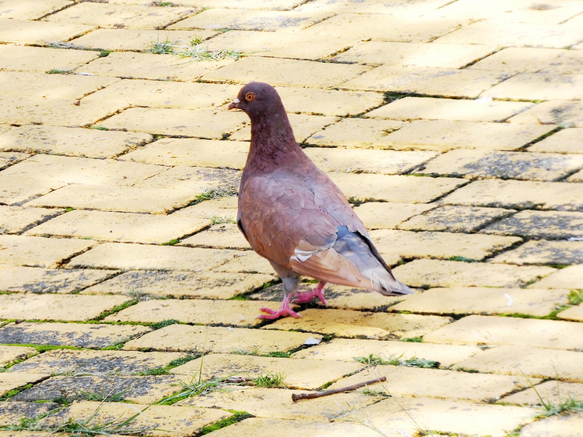 カワラバト（ドバト、家畜型） - ML644833649