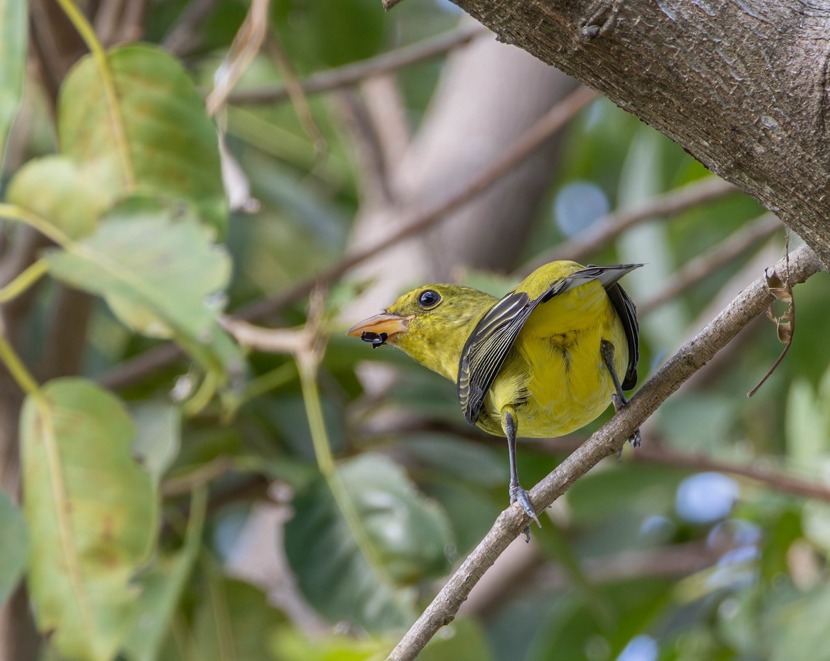 Scarlet Tanager - ML644833650