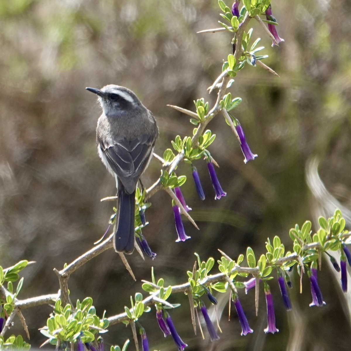 White-browed Chat-Tyrant - ML644833673