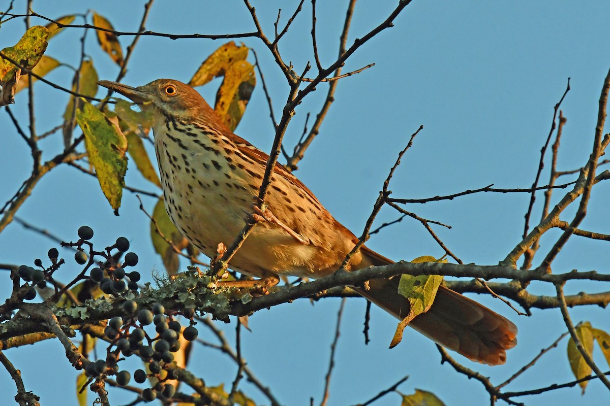 Brown Thrasher - ML644833680