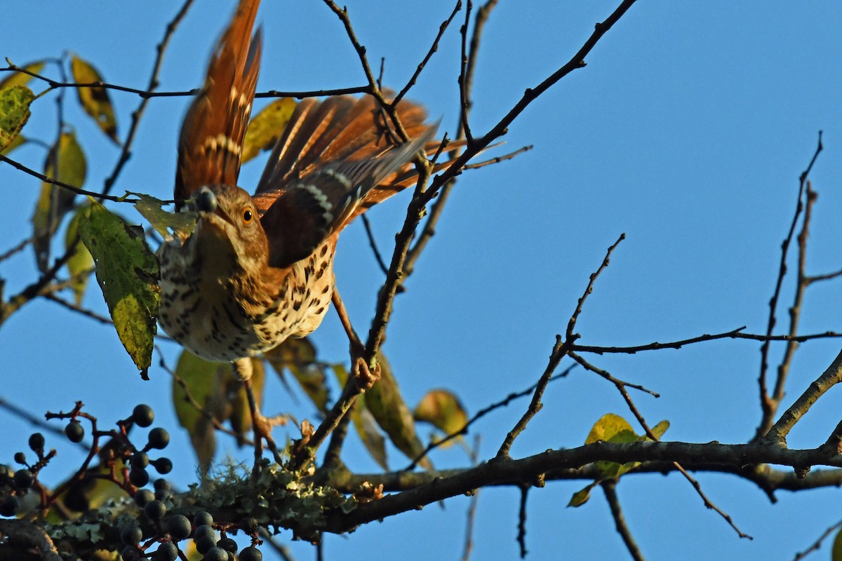 Brown Thrasher - ML644833681