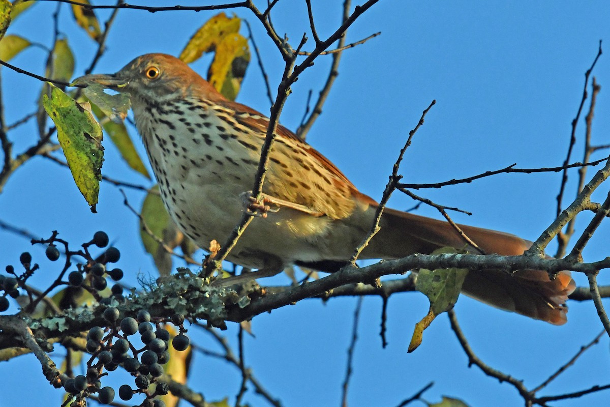 Brown Thrasher - ML644833682