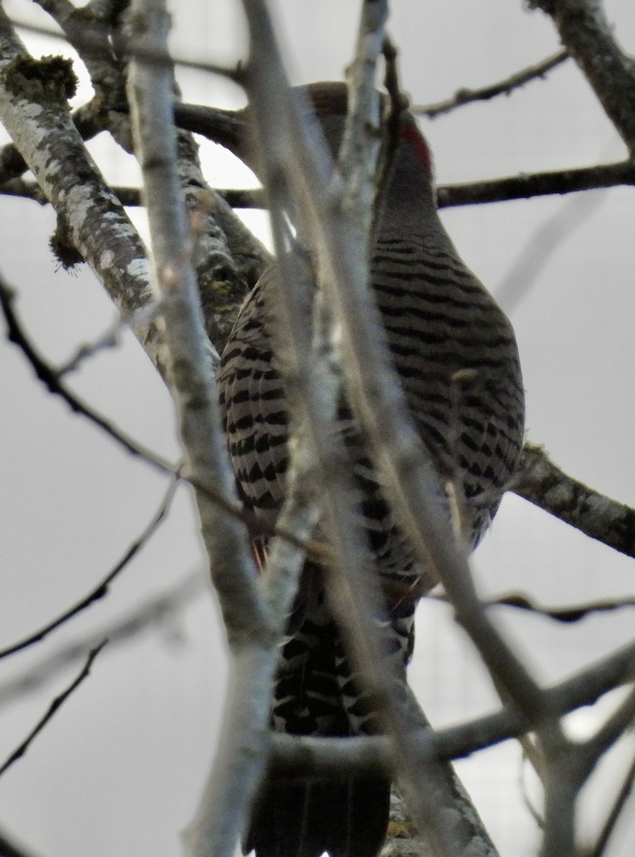 Northern Flicker - ML644833687