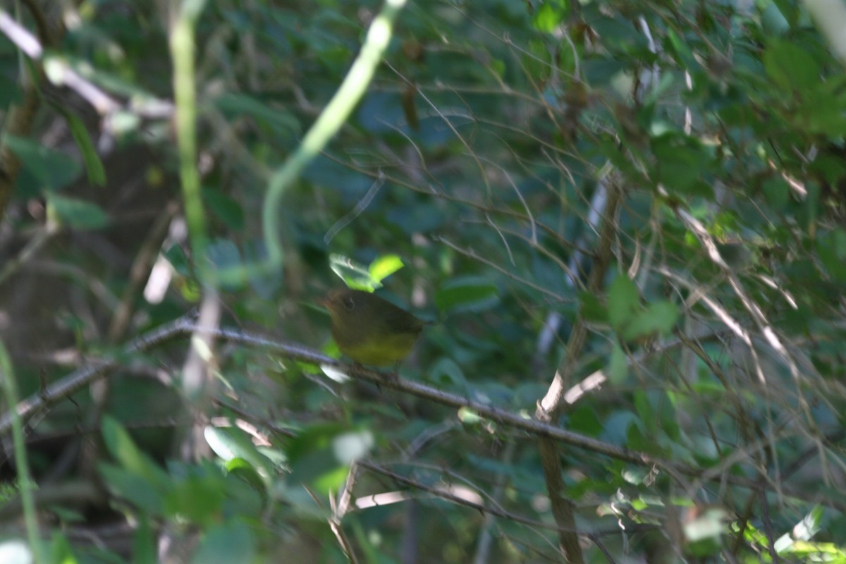Paruline à gorge grise - ML644833692