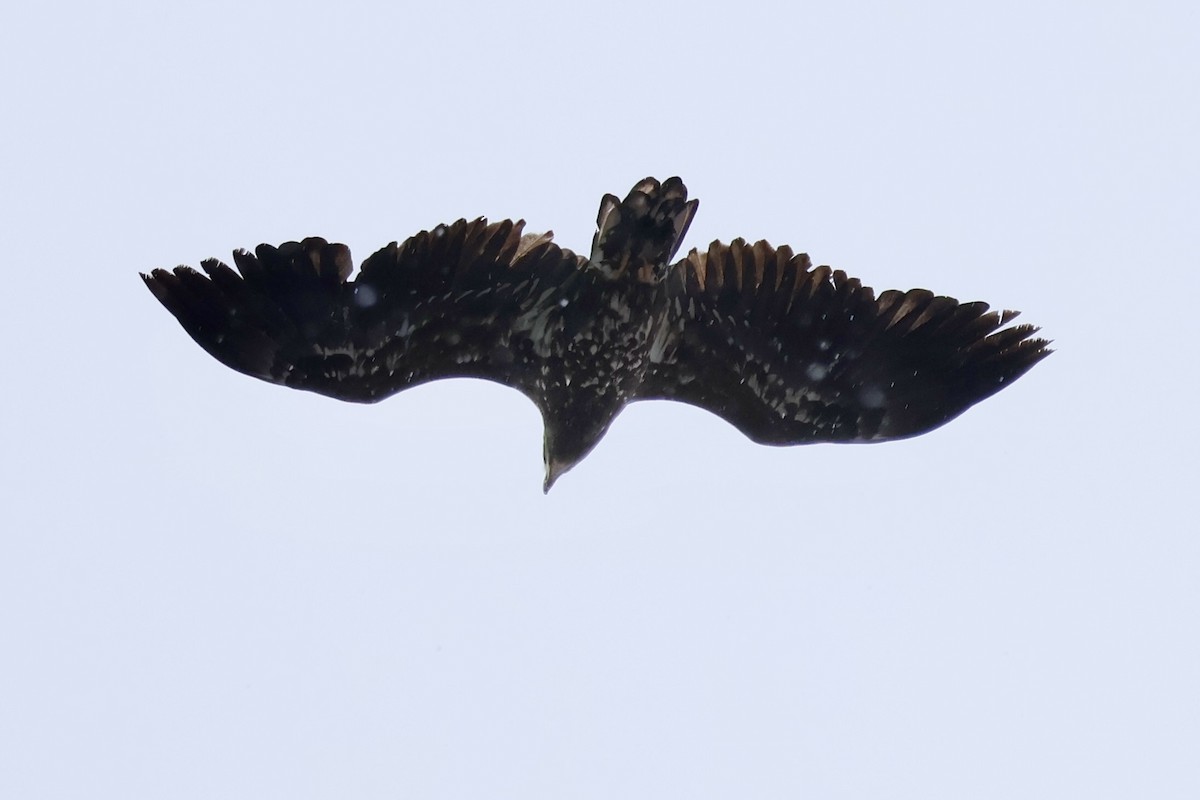 白尾海鵰 - ML644833700