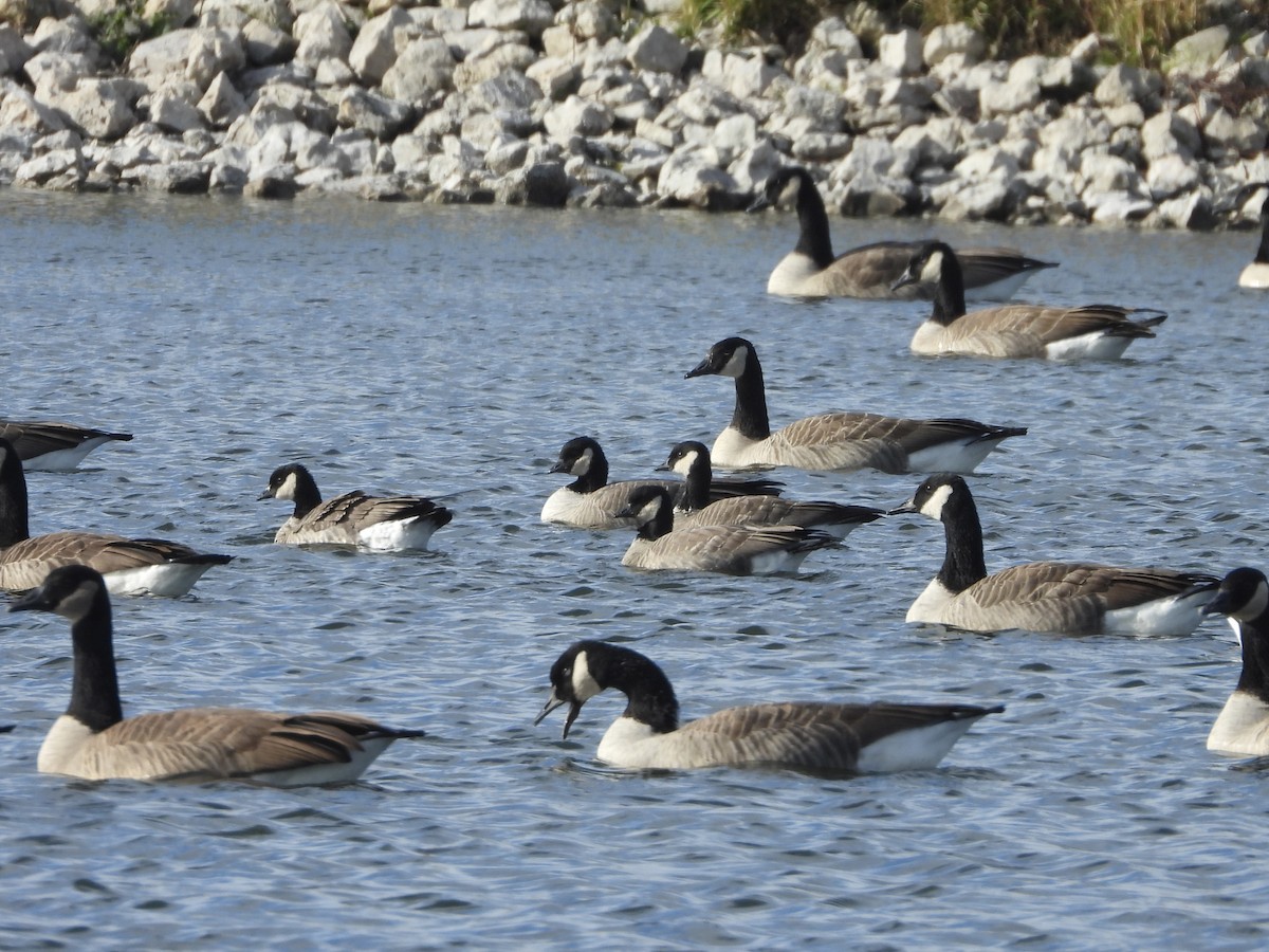 小加拿大雁 - ML644833725