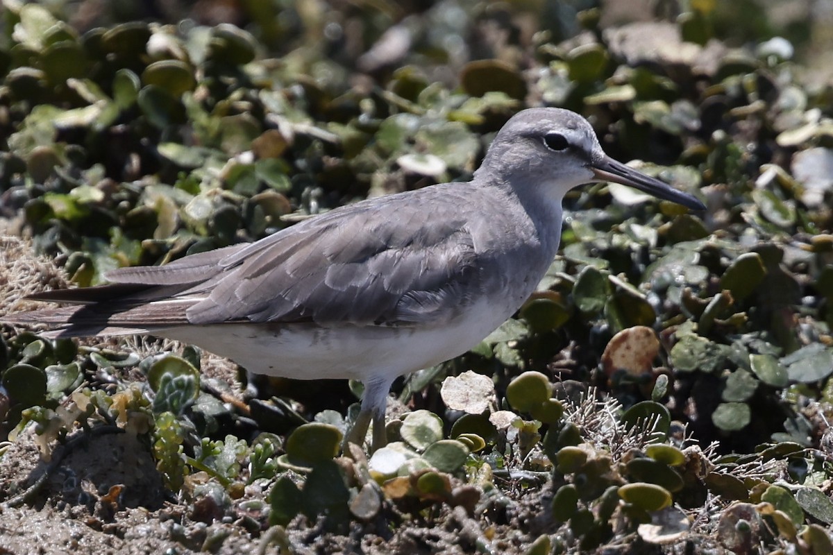 Gri Sırtlı Düdükçün - ML644833726