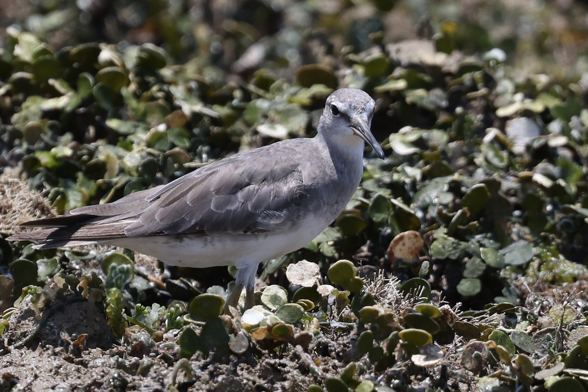 Gri Sırtlı Düdükçün - ML644833727