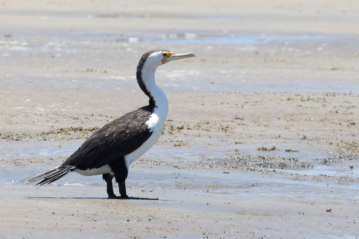 Pied Cormorant - ML644833734