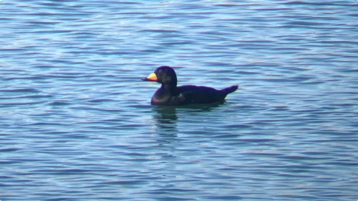 turpan žlutozobý - ML644833735