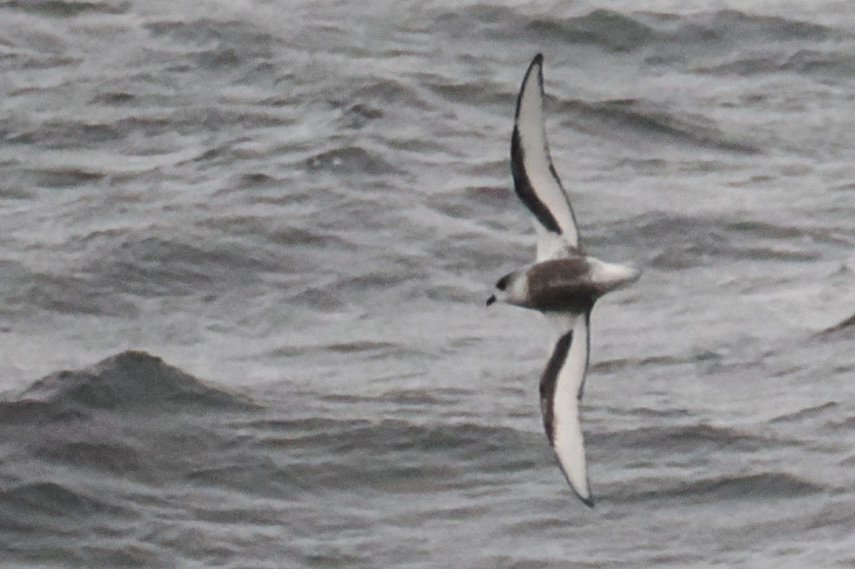 Pétrel maculé - ML644833738
