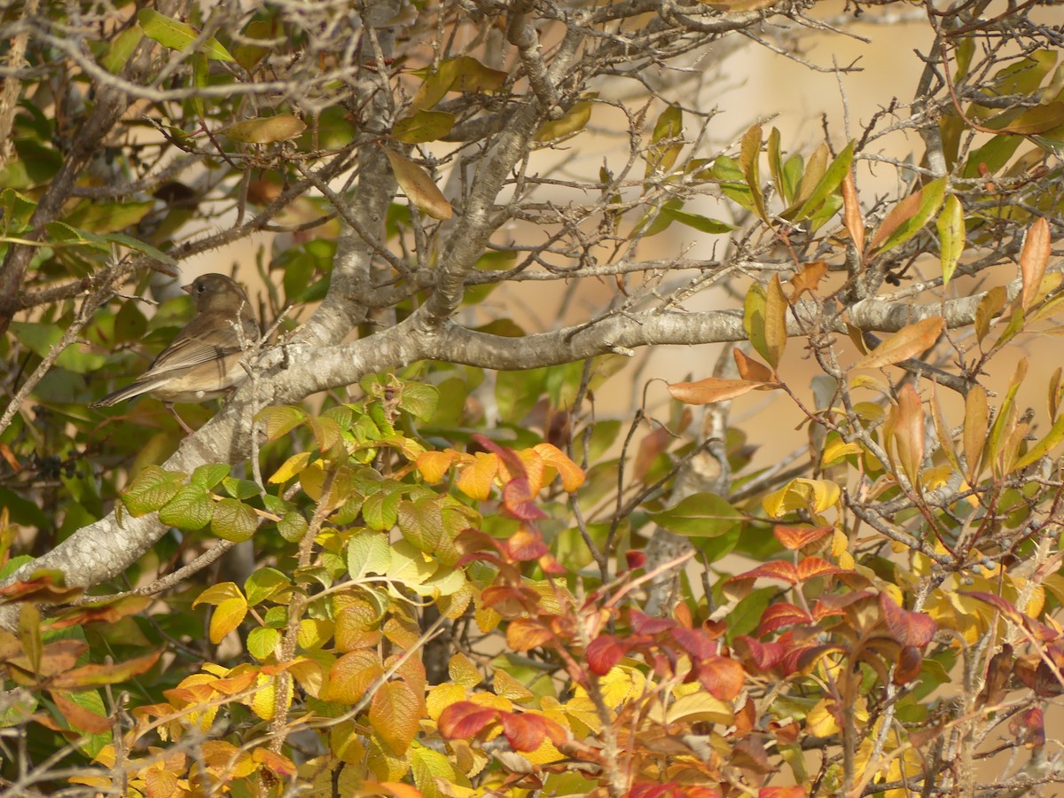 Dark-eyed Junco - ML644833739