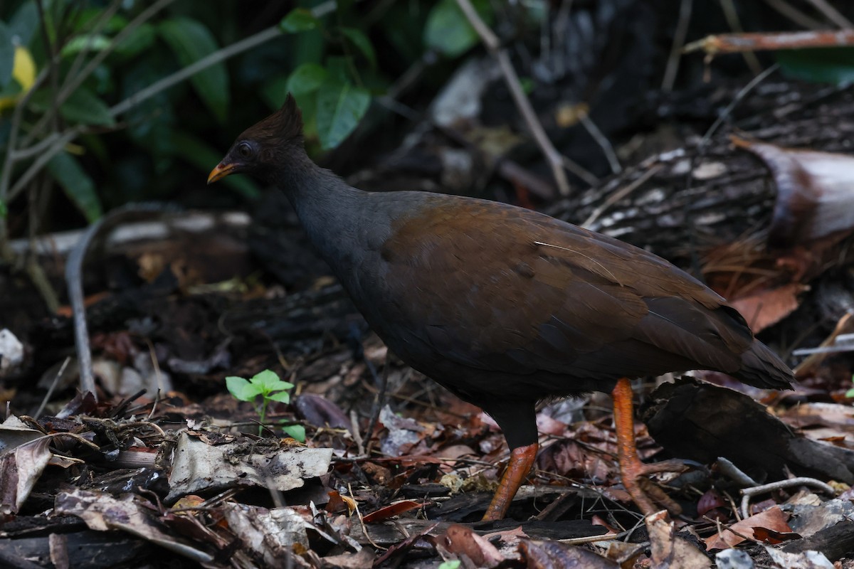 Orange-footed Megapode - ML644833759