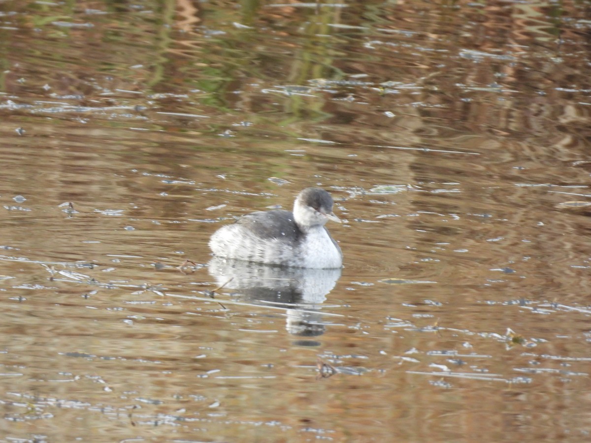 Txilinporta urrebelarria - ML644833761