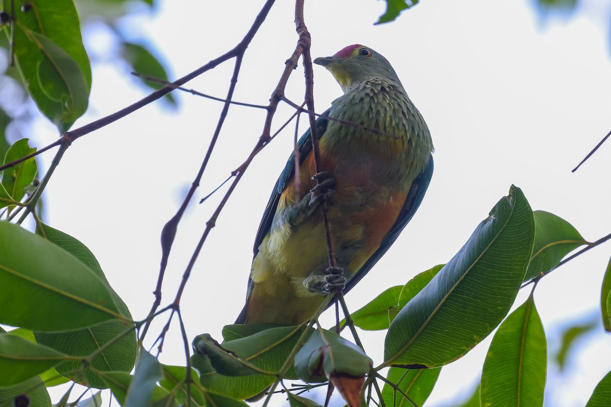 Rose-crowned Fruit-Dove (Rosy-crowned) - ML644833764
