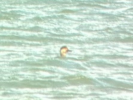 amerikasvartand - ML644833770