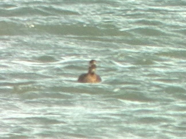 amerikasvartand - ML644833771