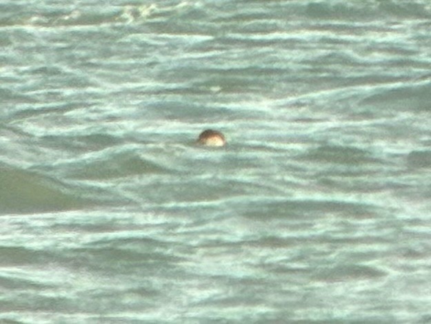 amerikasvartand - ML644833772