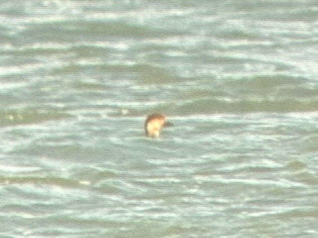 amerikasvartand - ML644833773