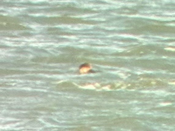 amerikasvartand - ML644833774