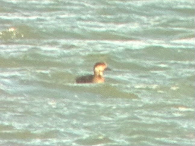 amerikasvartand - ML644833775