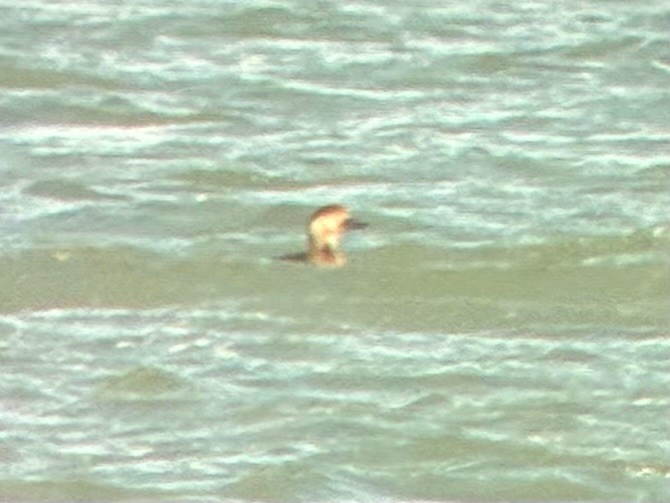 amerikasvartand - ML644833776