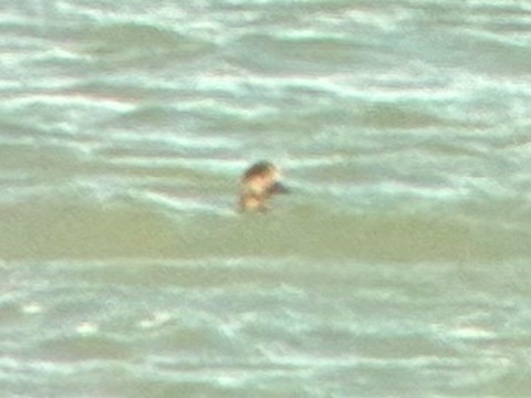 amerikasvartand - ML644833777