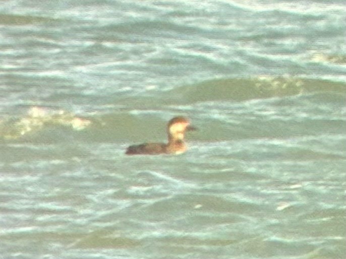 amerikasvartand - ML644833778