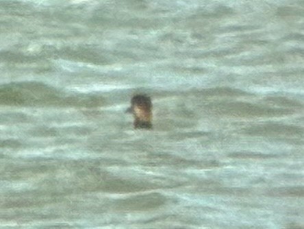 amerikasvartand - ML644833779