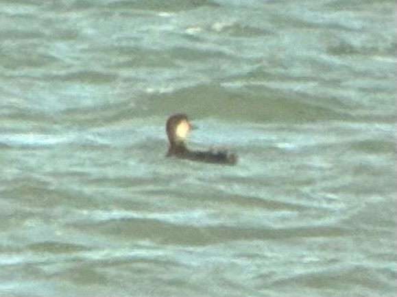 amerikasvartand - ML644833780