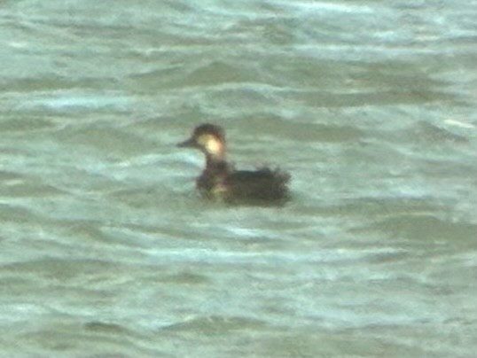 amerikasvartand - ML644833781