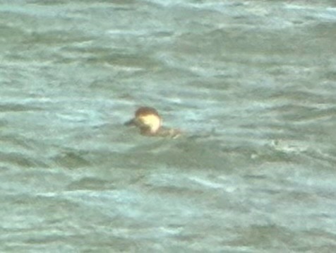 amerikasvartand - ML644833782