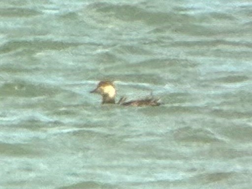 amerikasvartand - ML644833783