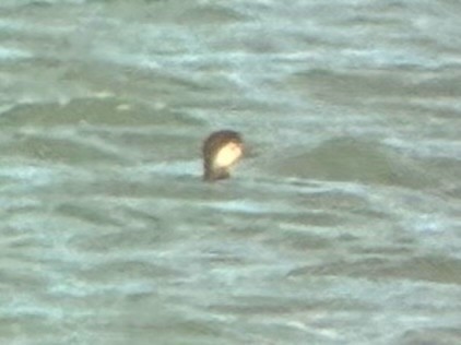 amerikasvartand - ML644833784