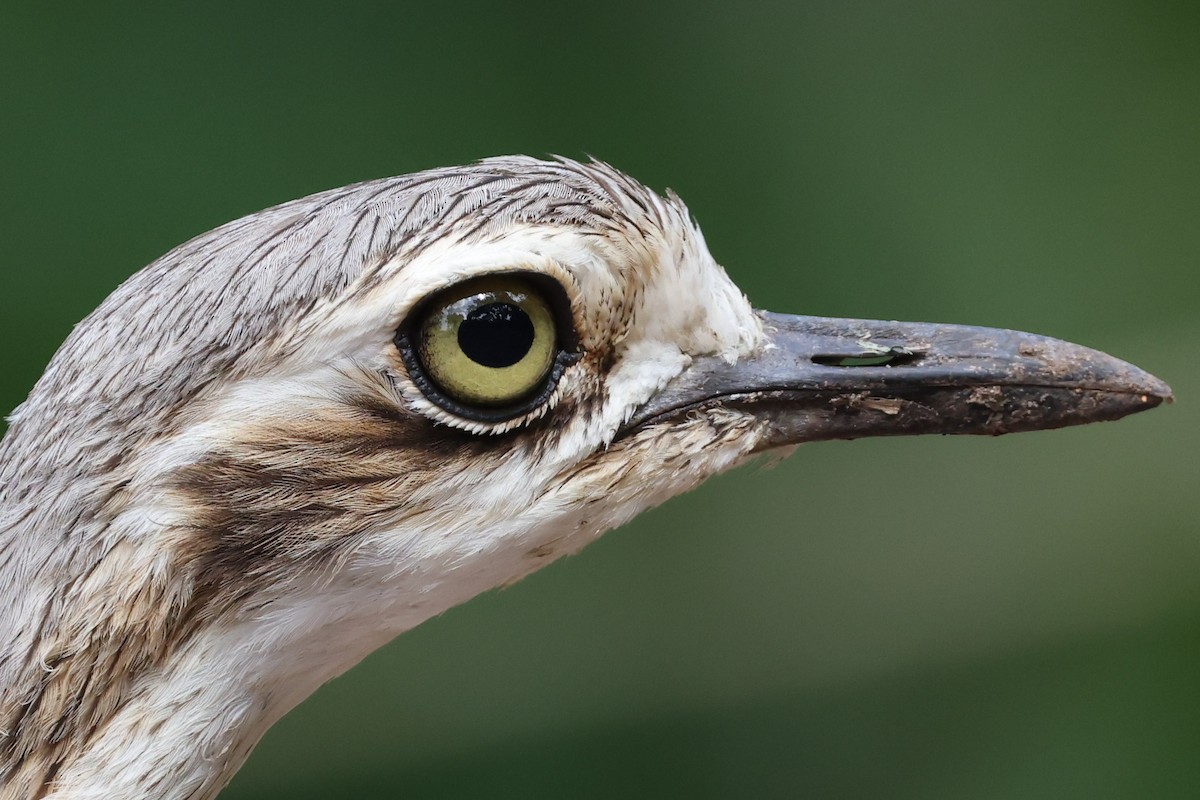 Bush Thick-knee - ML644833786