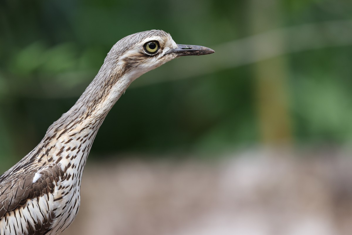 Bush Thick-knee - ML644833787