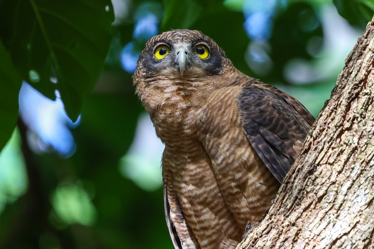 Kızıl Bubuk - ML644833809